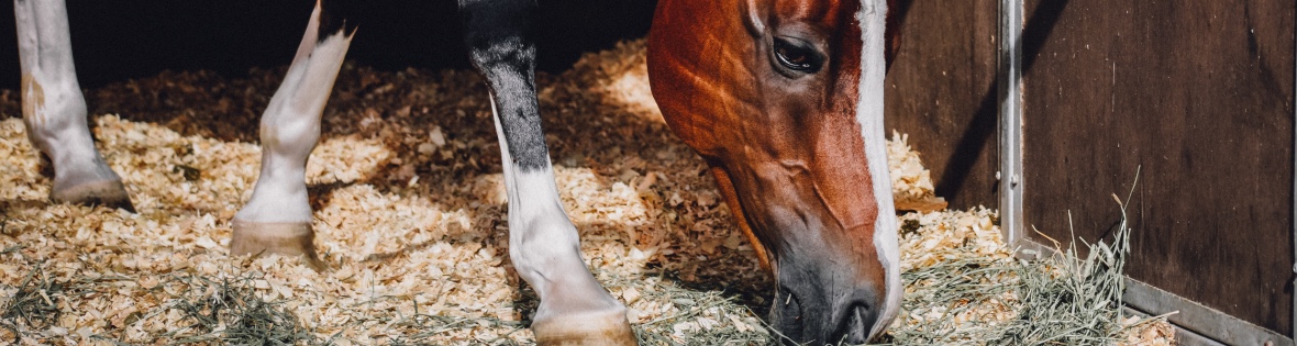 how gelatin for horses can repair and strengthen hooves